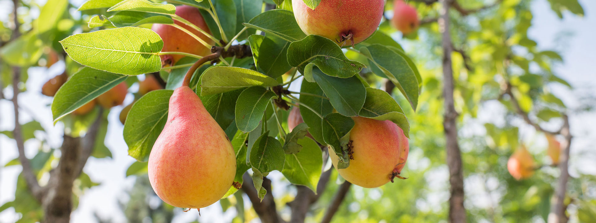 Pepiniera de pomi fructiferi